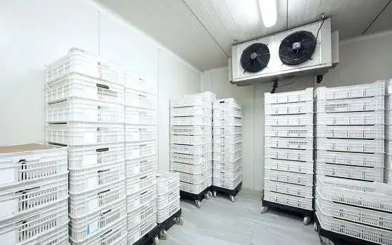 20平海鮮冷凍造價要多少？_開冉制冷