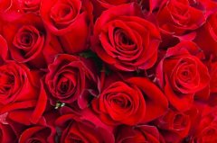 玫瑰花冷庫(kù)溫度多少度？安裝造價(jià)大概多少