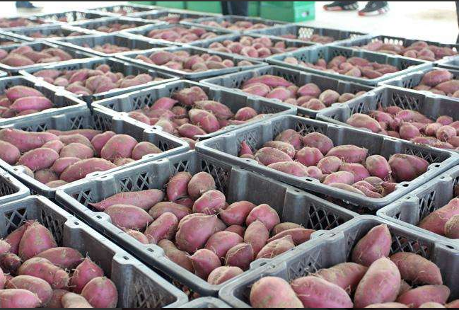 15000平果蔬批發(fā)市場(chǎng)冷庫(kù) 15000平果蔬批發(fā)市場(chǎng)冷庫(kù)