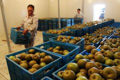 5000噸香梨保鮮冷庫安裝大概投資多少錢?