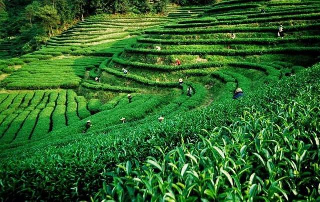 上海建1000㎡茶葉冷庫(kù)(冷藏、冷凍庫(kù)倉(cāng)庫(kù))安裝預(yù)算多少錢 上海建1000㎡茶葉冷庫(kù)(冷藏、冷凍庫(kù)倉(cāng)庫(kù))安裝預(yù)算多少錢