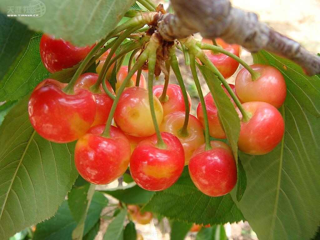 開(kāi)冉制冷，氣調(diào)庫(kù)，普通冷藏庫(kù)