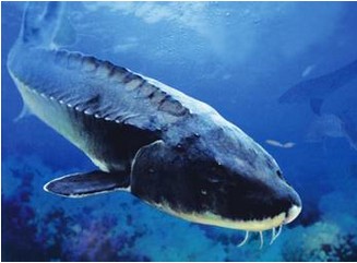 水產(chǎn)品保鮮冷庫,海鮮冷凍庫