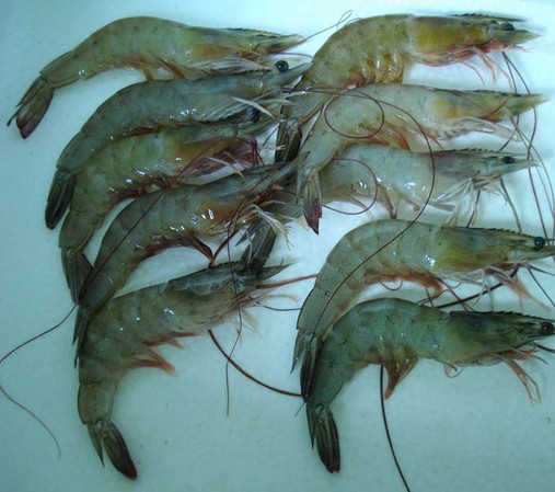 水產(chǎn)品保鮮冷庫,海鮮冷凍庫