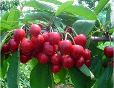 大櫻桃、獼猴桃在氣調(diào)保鮮庫(kù)能保存多久?