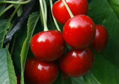 二氧化碳保鮮冷庫(氣調(diào)保鮮冷庫)