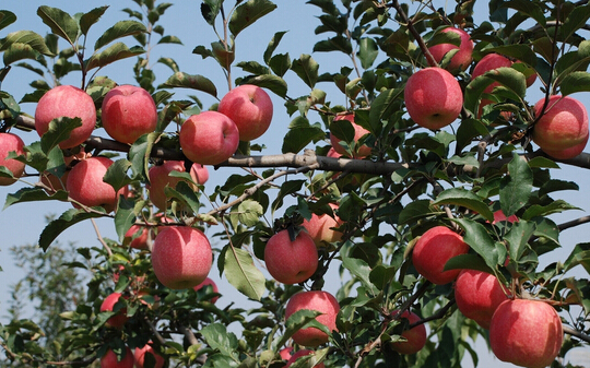 開(kāi)冉為客戶建設(shè)500噸蘋果冷藏庫(kù)案例現(xiàn)場(chǎng)