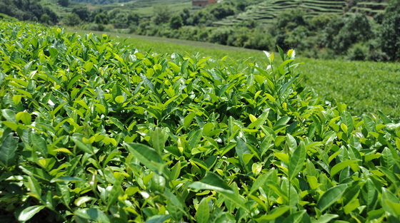茶葉冷庫建設(shè)