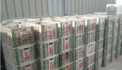 100噸荔枝保鮮冷庫多大面積，多少錢