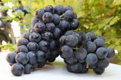 葡萄保鮮庫安裝，建一個葡萄冷庫需要多少錢？