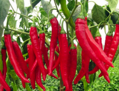 鮮辣椒保鮮庫(kù)建造，50噸鮮辣椒在冷庫(kù)可以保鮮多久，造價(jià)是多少